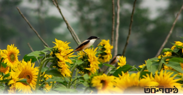 ছবি: আসিফুর রহমান শিশির